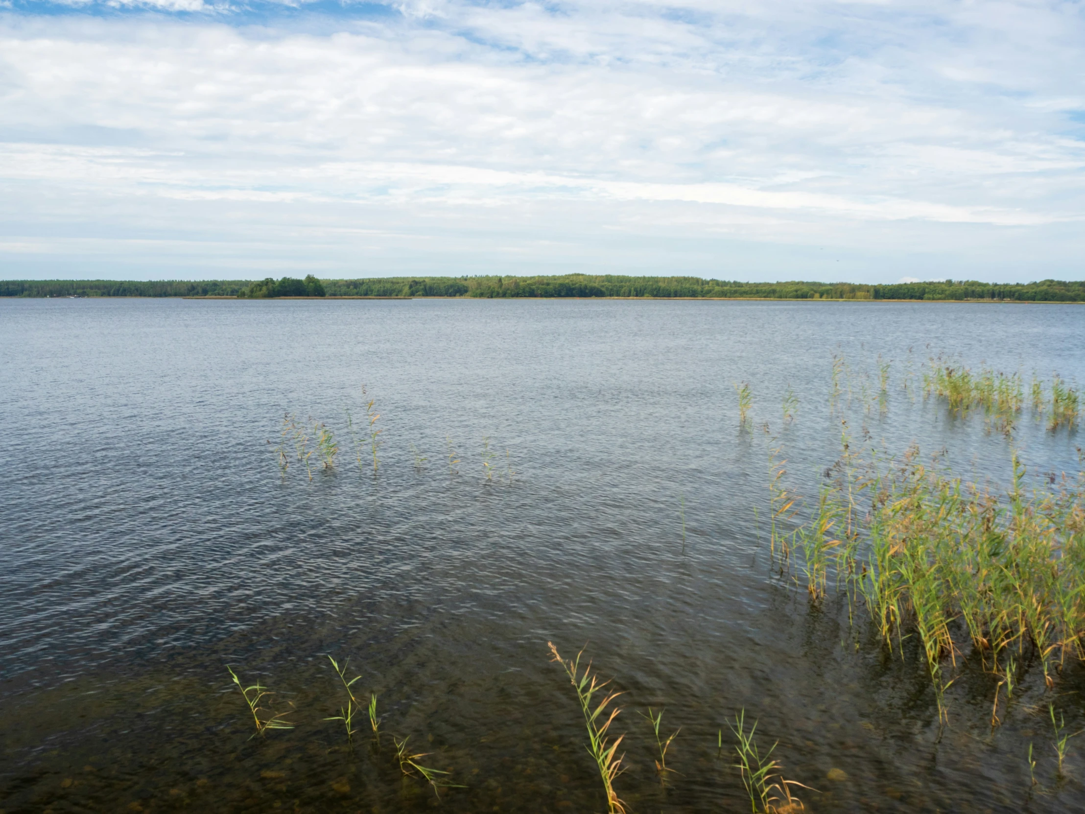 a body of water surrounded by land and bushes