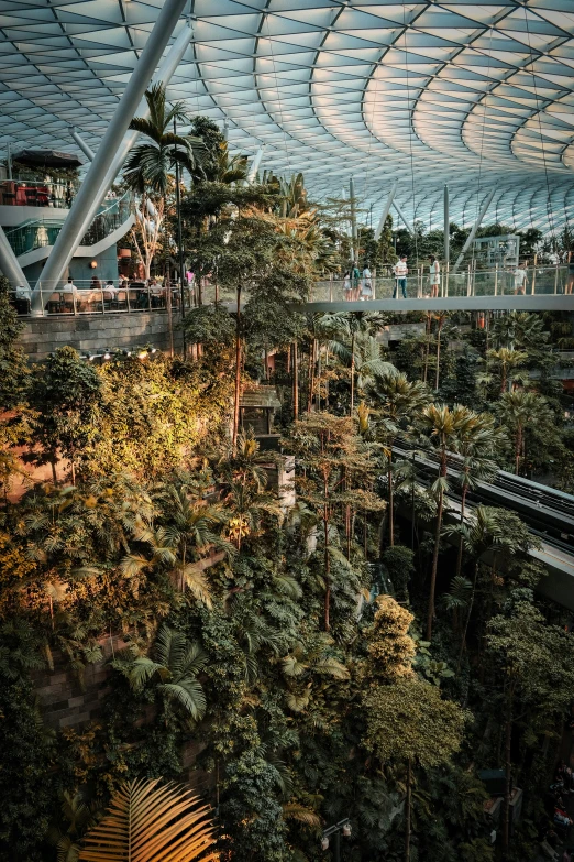 view looking down at a tree canopy in an exotic indoor atrium