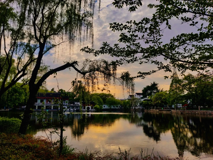 the trees are over water and sunset on it