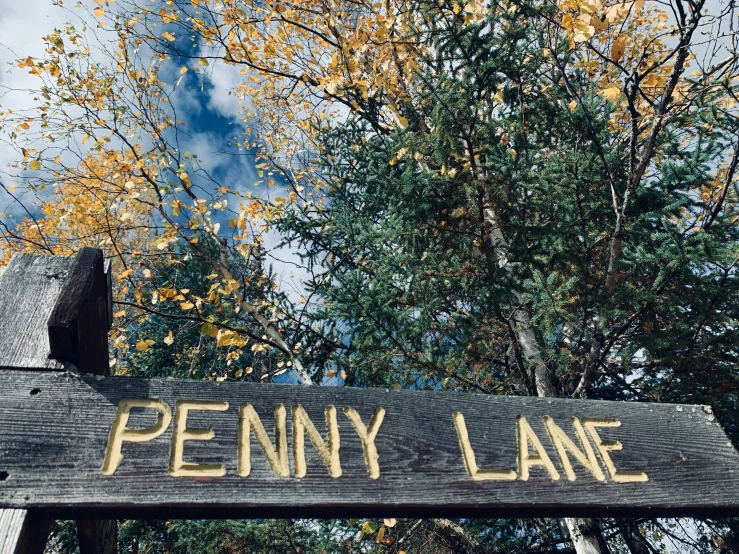 a wooden sign sitting next to a forest with trees