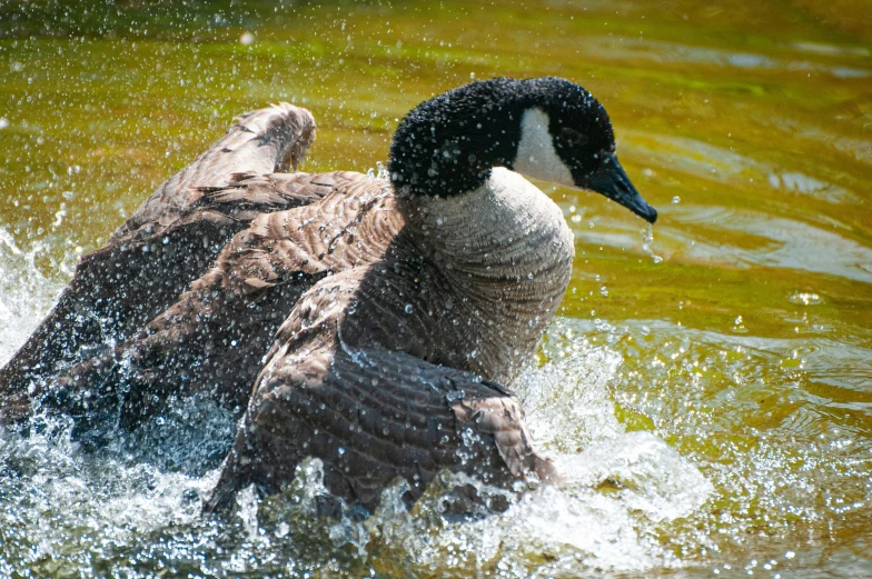 a duck that is swimming in some water