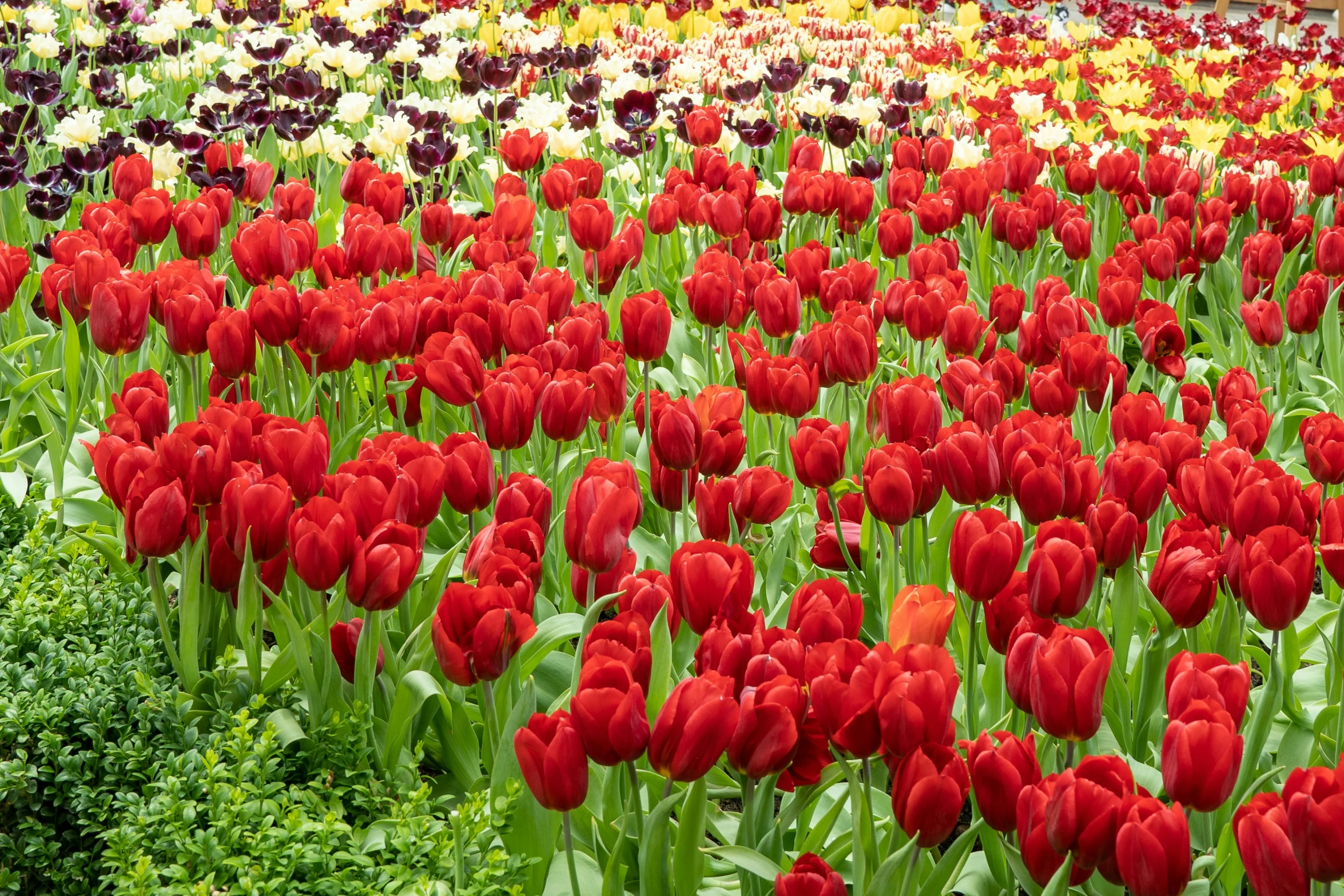 a garden full of different colored flowers