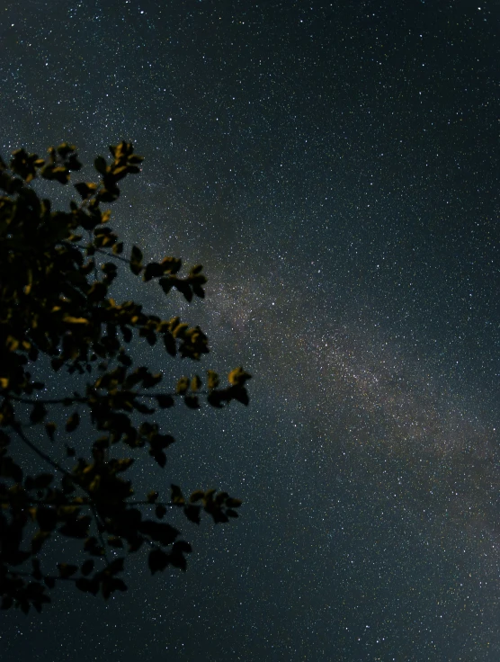 a couple of trees and stars in the night sky