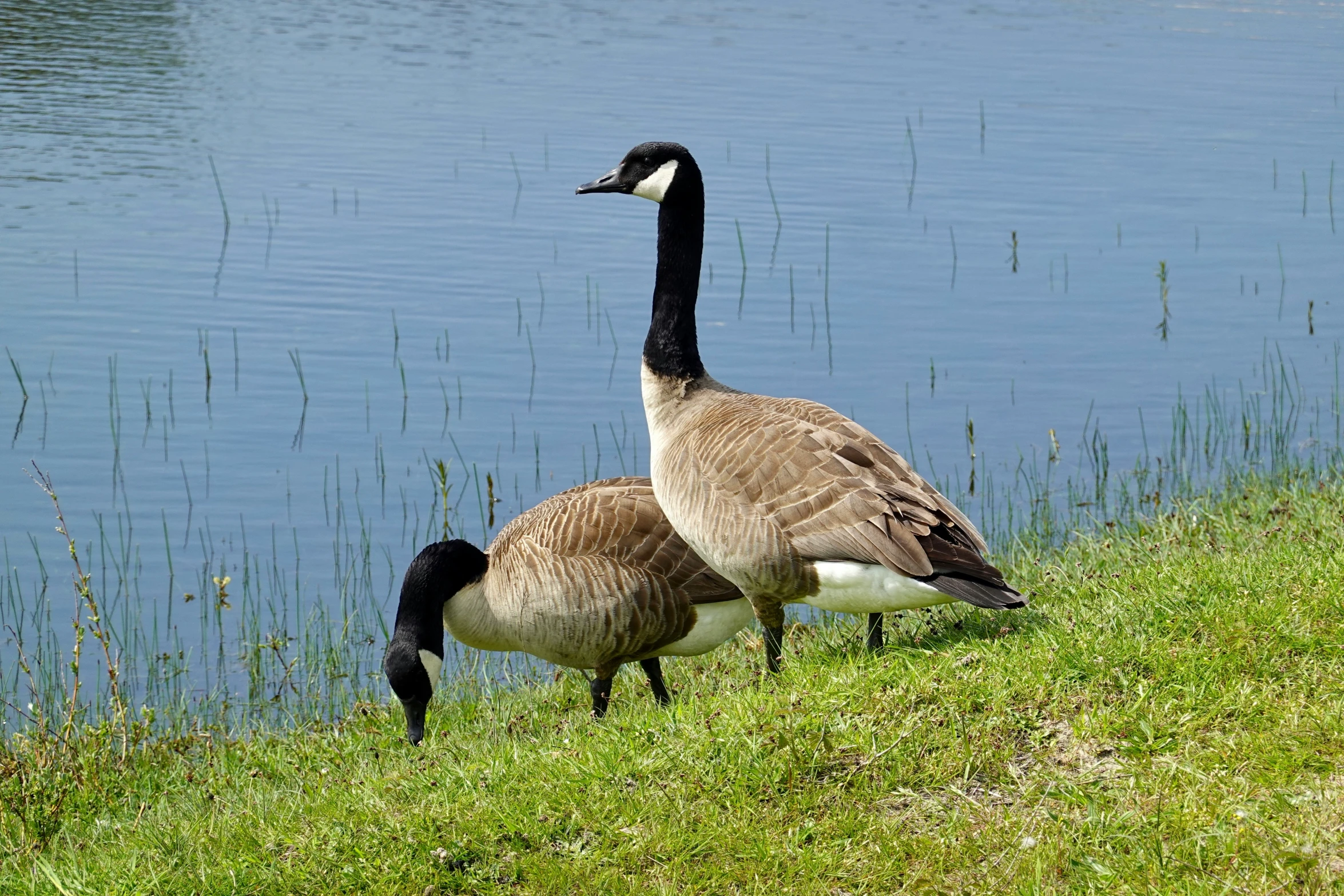 two ducks with their necks crossed by the waters edge