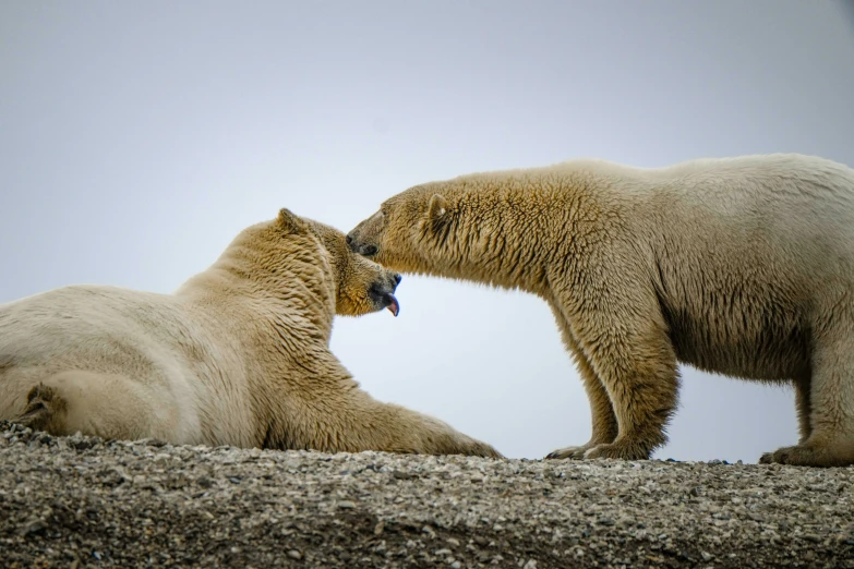 two white polar bears are fighting for food
