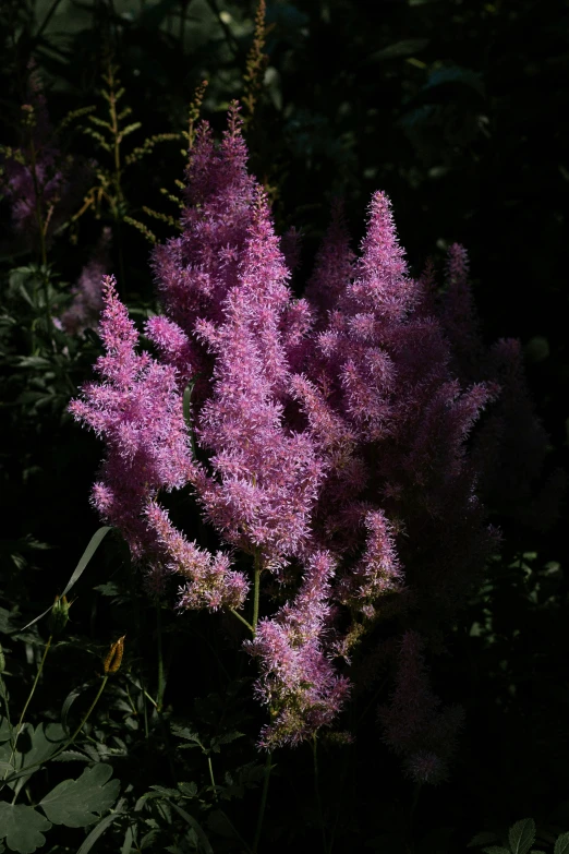 some purple flowers are growing near a bush