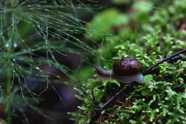 a snail crawling on a mossy surface next to leaves