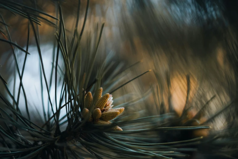 close up of a pine cone with blurred background
