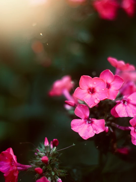 small purple flowers blooming in a garden