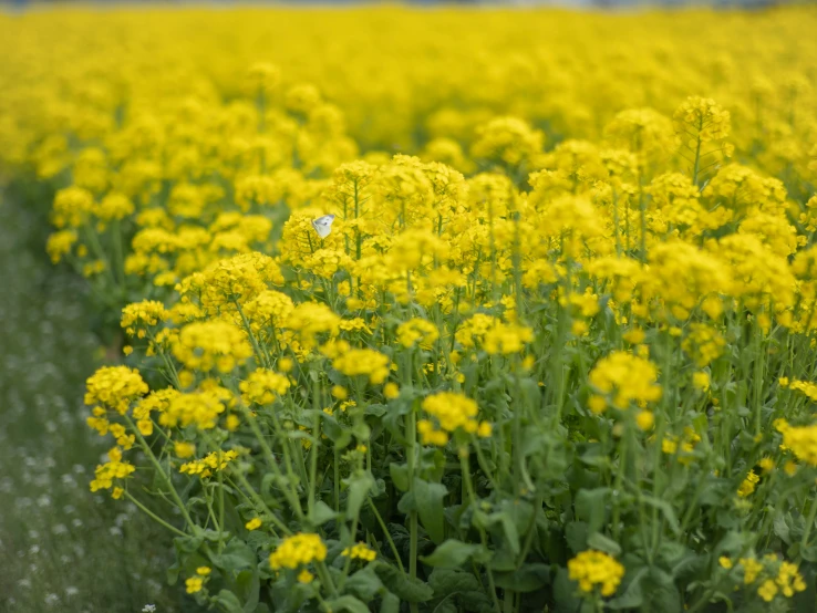 a field filled with lots of yellow flowers