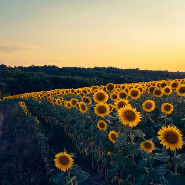 the sun is rising over a huge field of yellow sunflowers