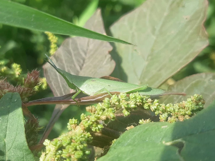 the leaf insect is sitting on the flowers