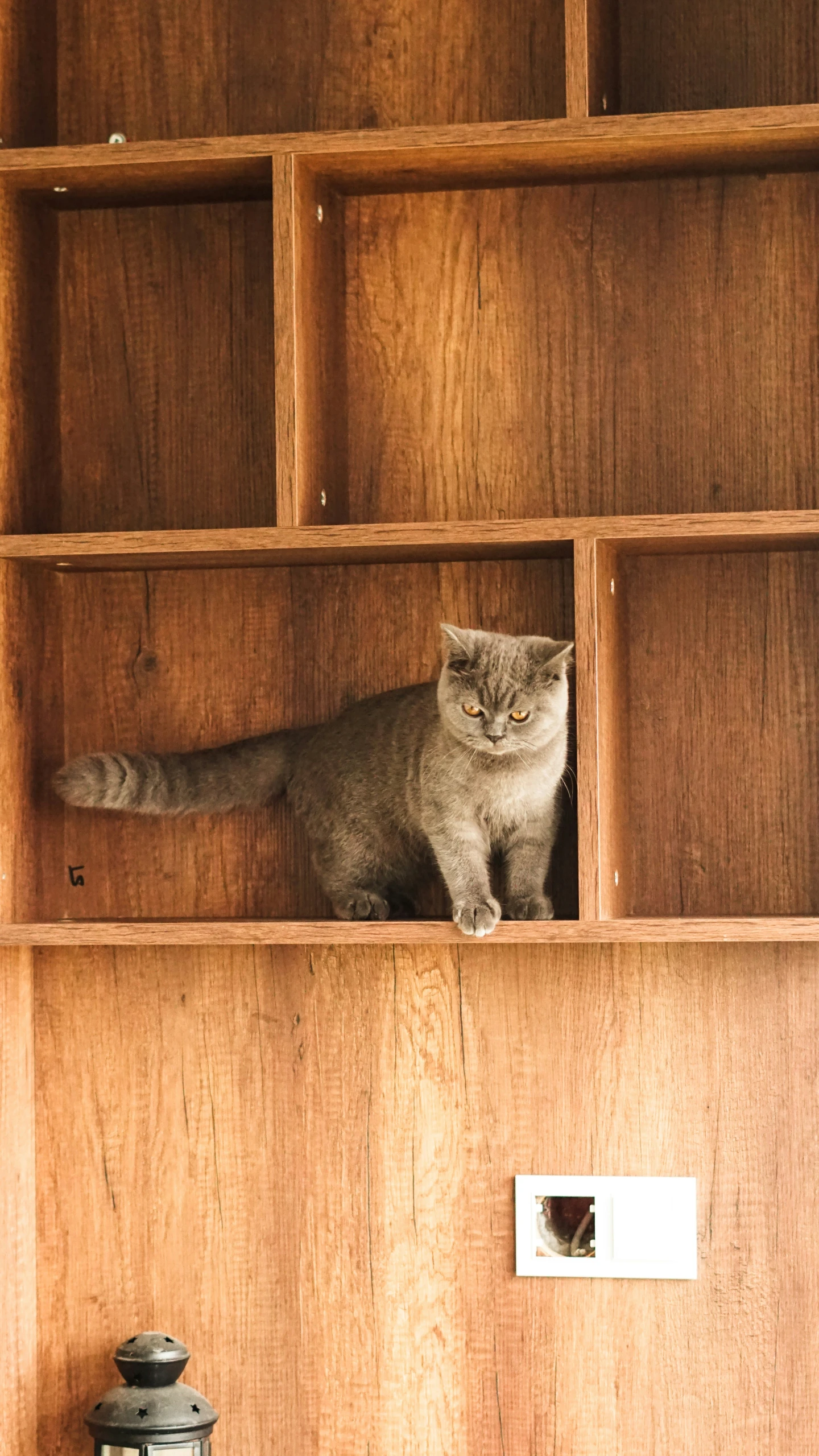 there is a cat sitting in a wooden bookcase