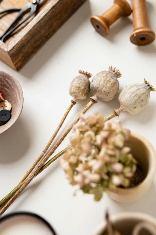 small, round, seed heads on stems next to a cup of flowers