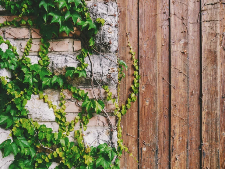 a wooden fence with green vines growing up it