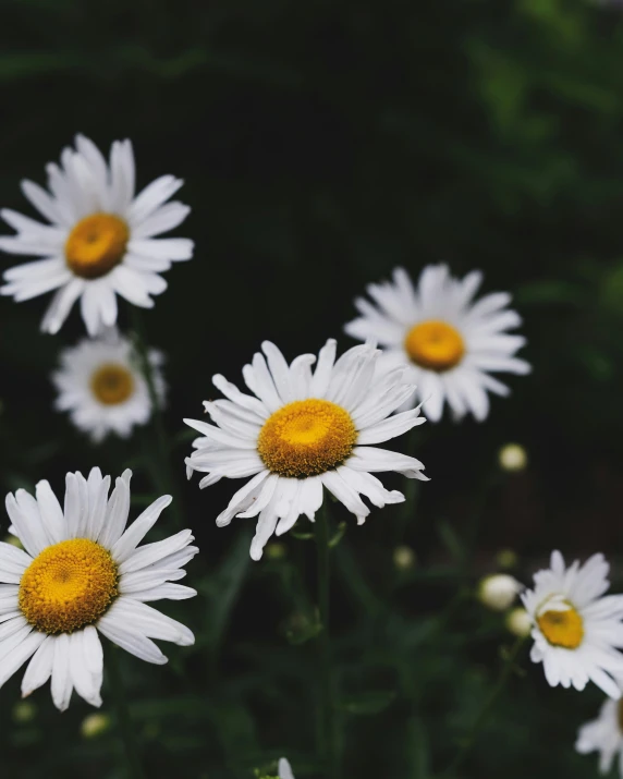 an array of daisies blooming in the woods