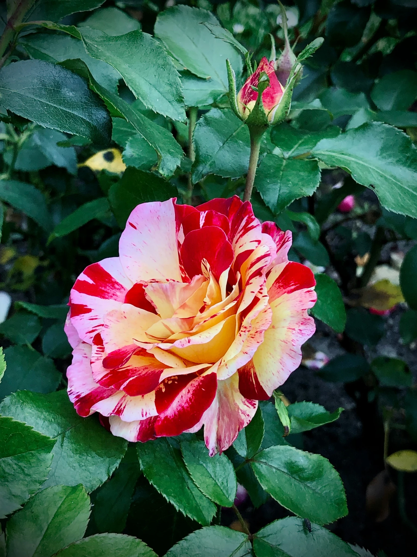 a pink and yellow rose is blooming next to green leaves