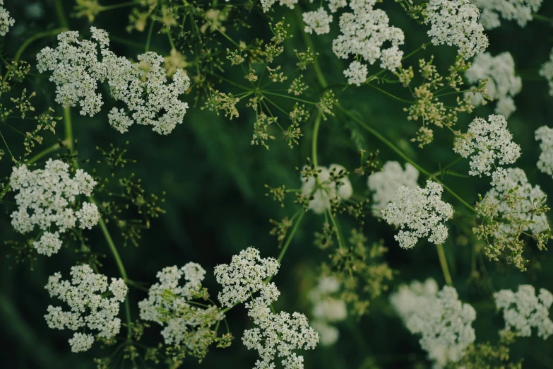 white flowers are in a bouquet on a green background