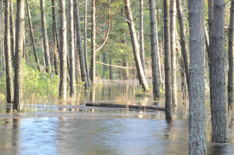 a flooded swamp with trees and fallen down limbs