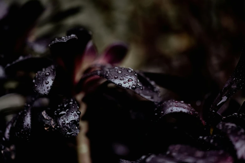 small purple flowers are blooming in the night