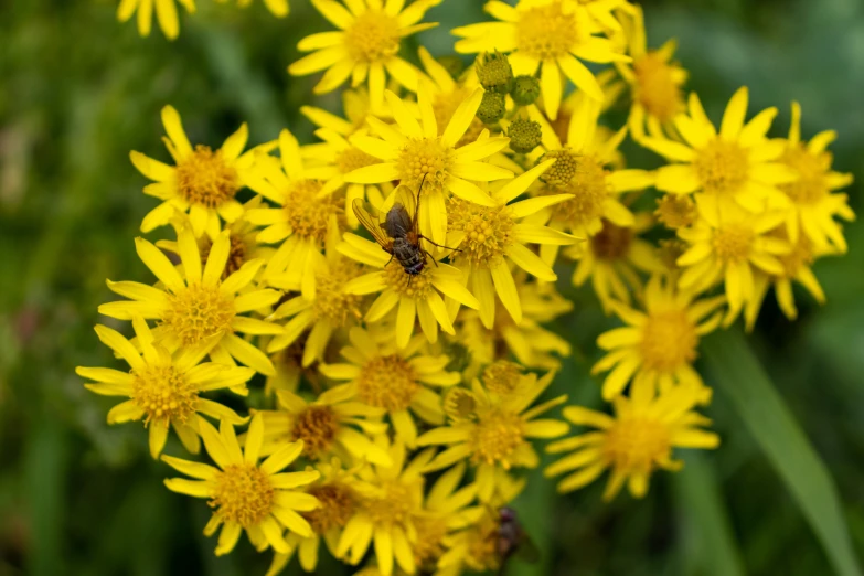 a bee on a bunch of flowers outside