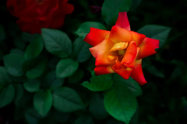 there is a red and yellow flower that is in the green grass