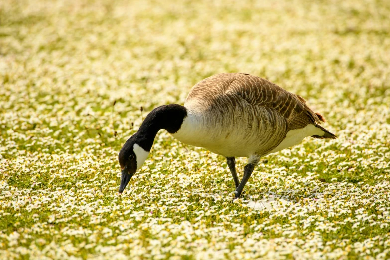 a duck on the grass sniffing flowers and eating