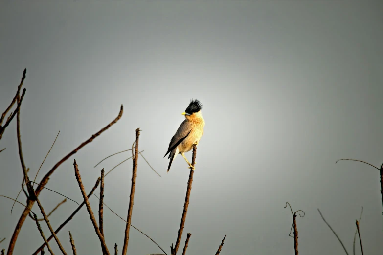 a brown bird sitting on top of a dry tree