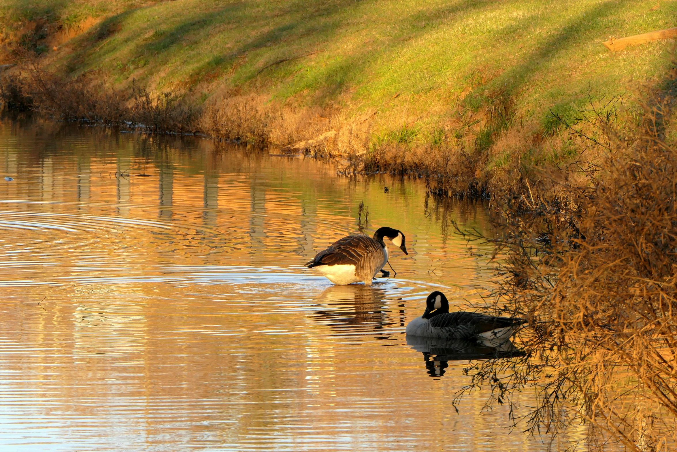 two ducks swim on the calm lake