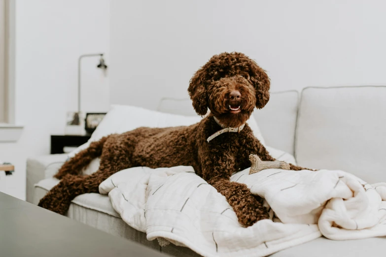 a brown dog sitting on top of a white couch
