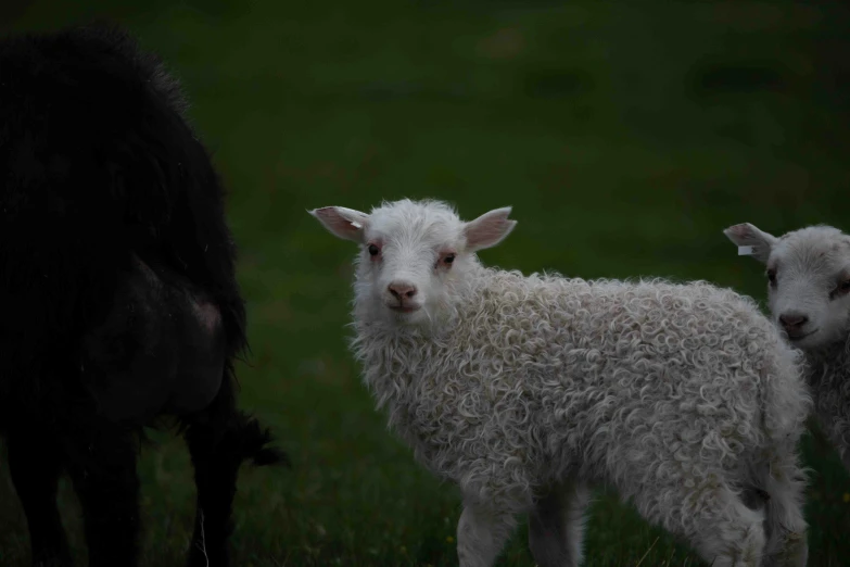 a sheep looks on as a black sheep looks on