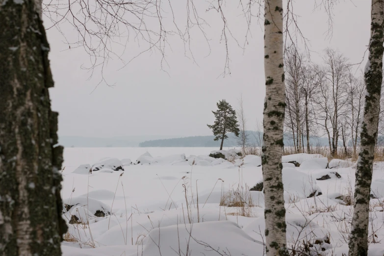 looking through the trees into a snow covered field