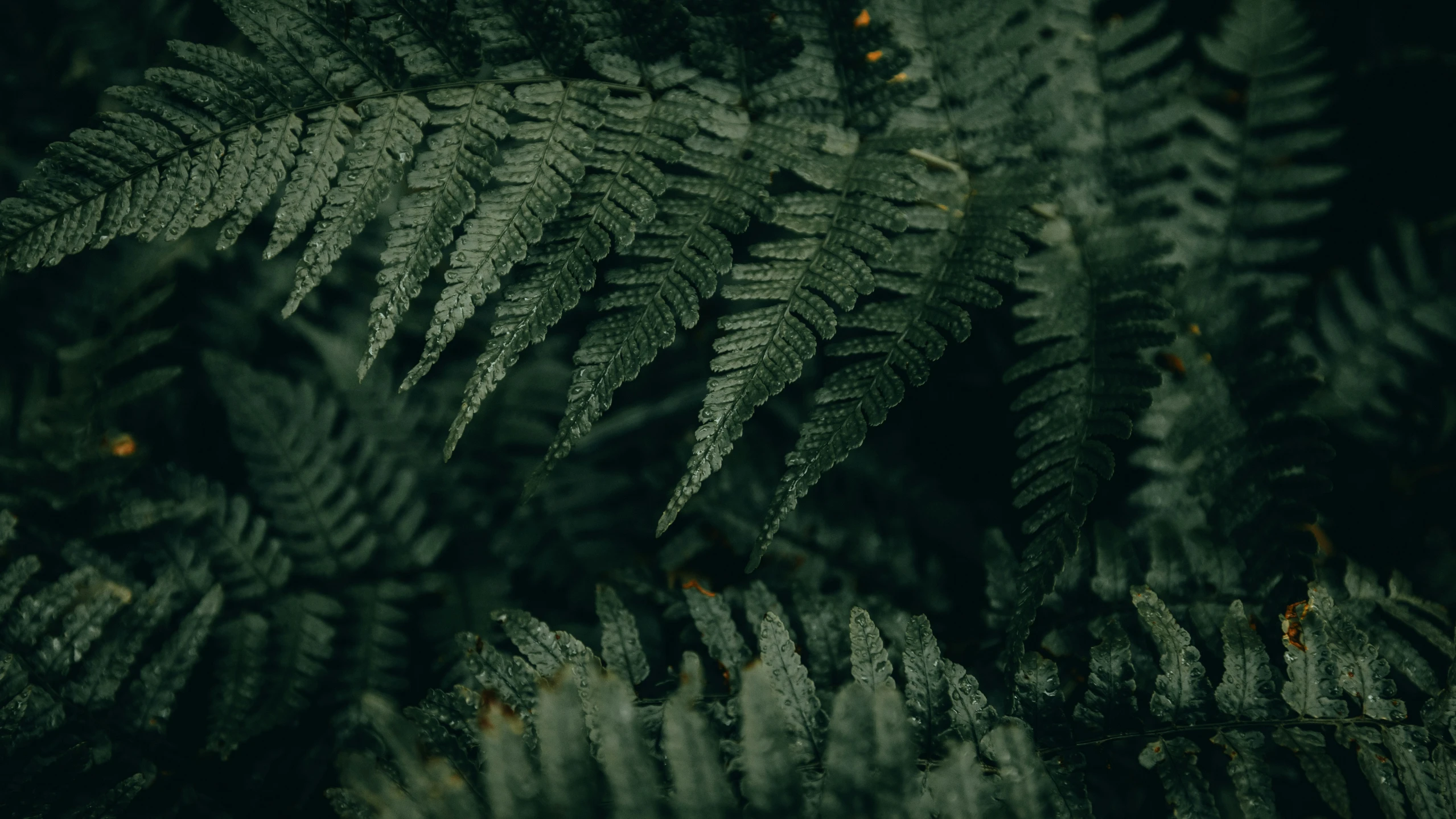 several green leaves are shown against a dark background