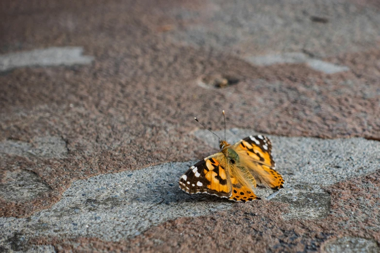 a erfly on the ground looking down at soing