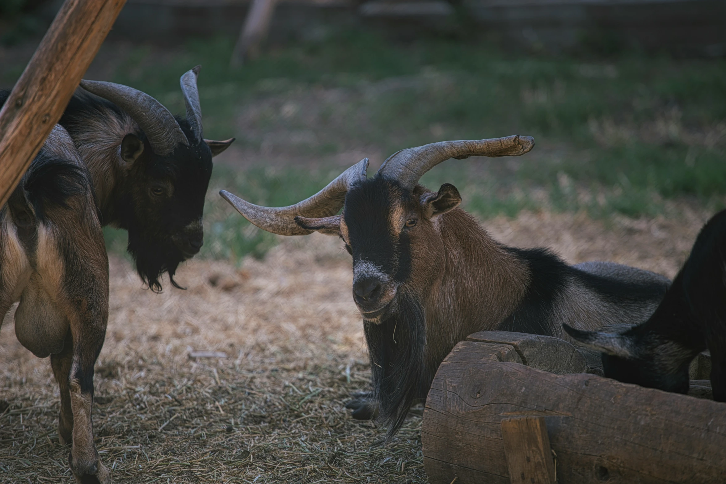 two horned goats are standing close together, one has his nose to another goat