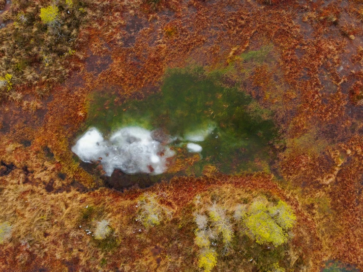 top view of an area of the ground with trees and some rocks