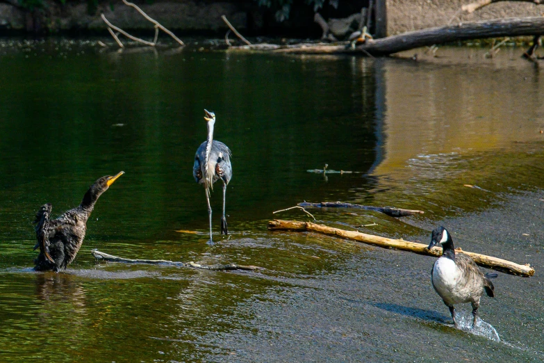 three birds are wading through water near fallen tree nches