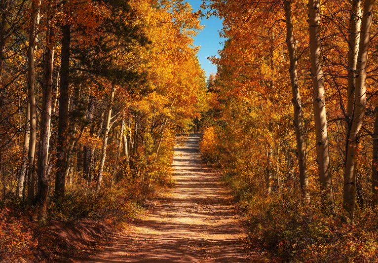 the path leading to a lush forest during autumn