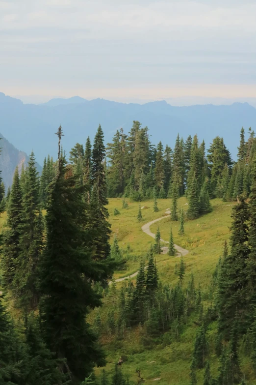 a scenic landscape of trees and hills in the distance