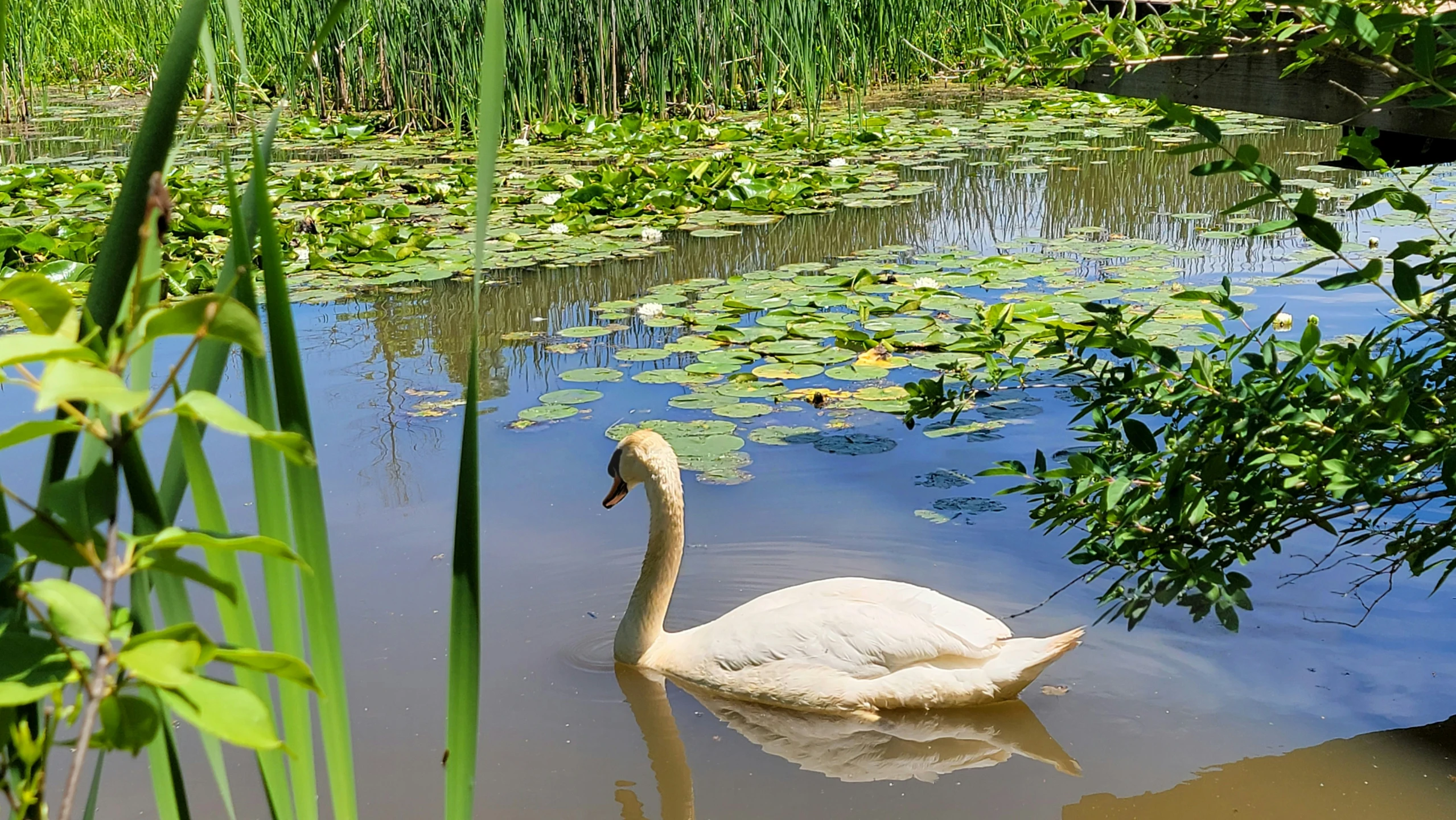 a white swan swims in the water and plants