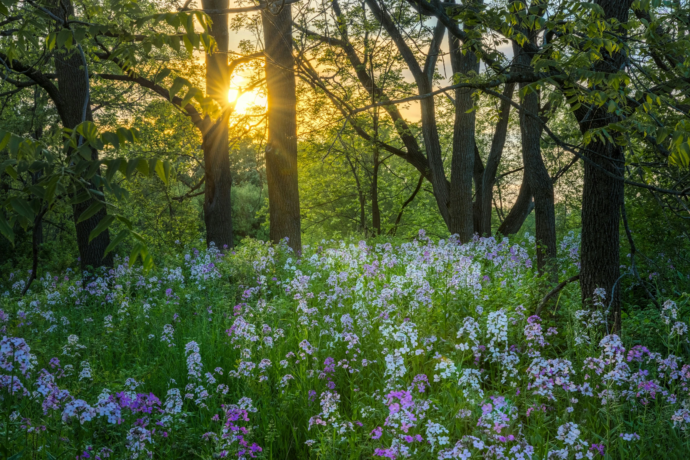 a colorful field with lots of purple and white flowers