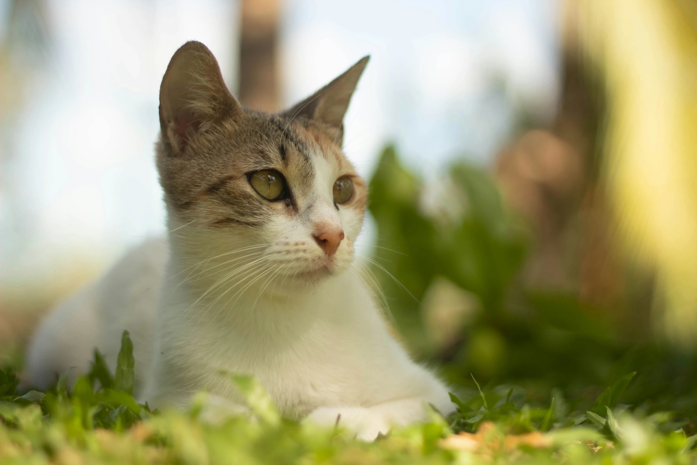 a cat laying on some grass and looking up