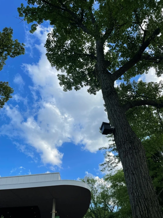 the view of trees from below with a cloudy sky