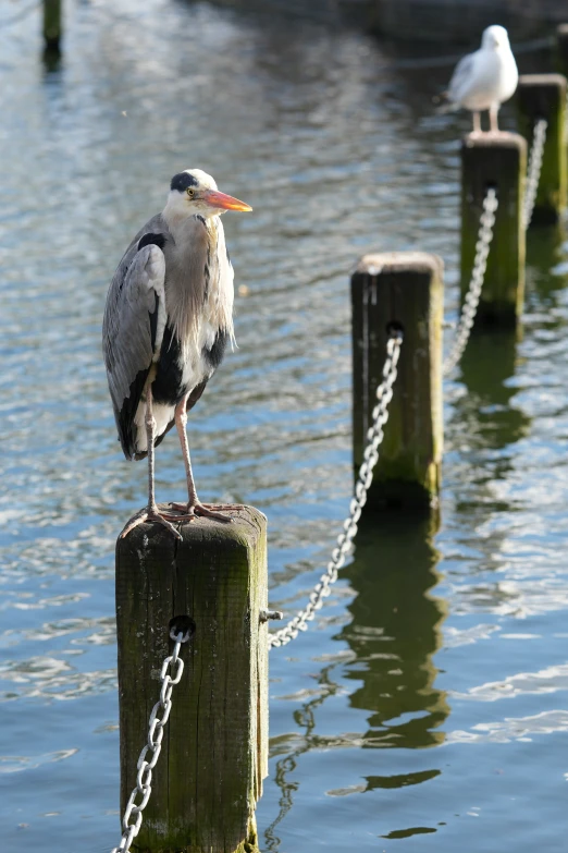 a bird is standing on a chain in the water