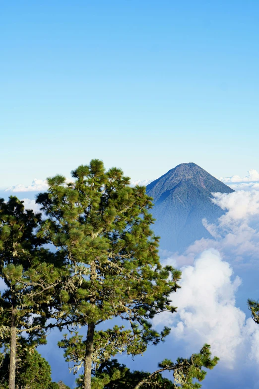 a view over the clouds and trees looking at the mountains