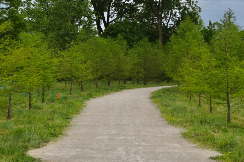 a view of trees and a road through the woods