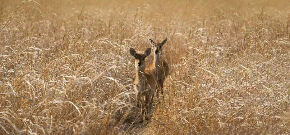 a deer running through the tall grass in front of a field