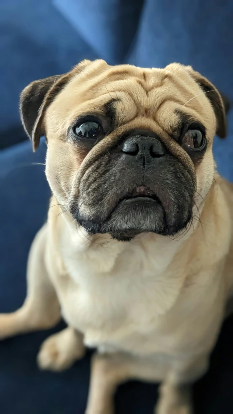 a small pug is sitting on the floor looking directly at the camera