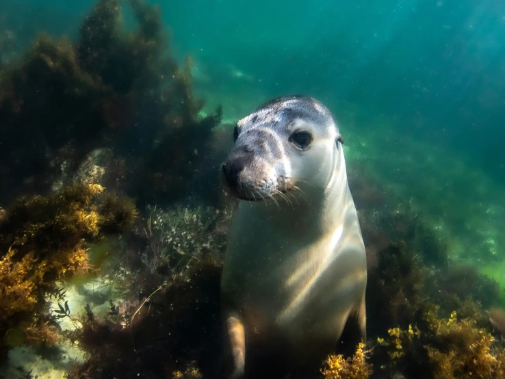 the animal is surrounded by a group of plants