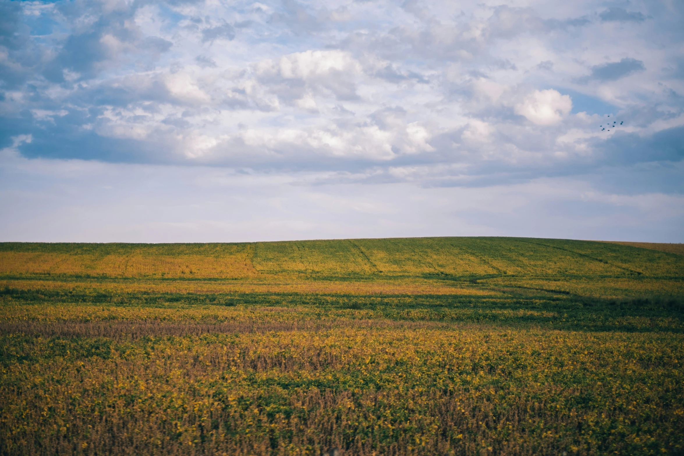 large grassy field on a sunny day with some blue sky